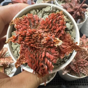 観葉植物卒業組へ贈る珍奇植物入門ロードマップ