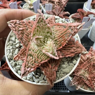 バオバブの育て方｜日本の環境で塊根を楽しむ方法