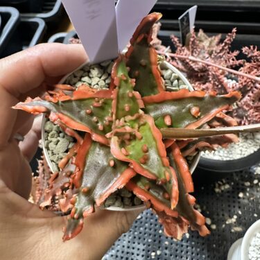 珍奇植物の地植えチャレンジ｜耐寒性品種と冬対策
