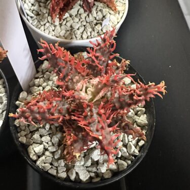子供と楽しむ珍奇植物栽培｜食育にもつながる植物体験