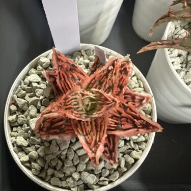 珍奇植物の寄せ植えはアリ？ナシ？相性と注意点｜複数種を一つの鉢で育てる完全ガイド