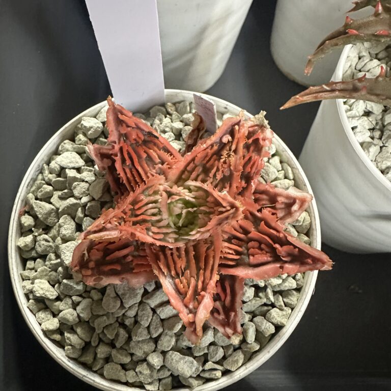 珍奇植物│THE CORE webサイト