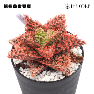 1万円以下で始める珍奇植物コレクションの作り方｜少額投資で最大の喜びを実現