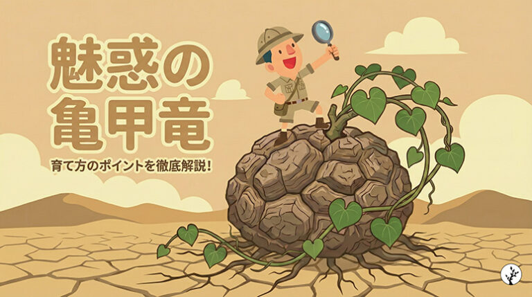 魅力の亀甲竜の育て方