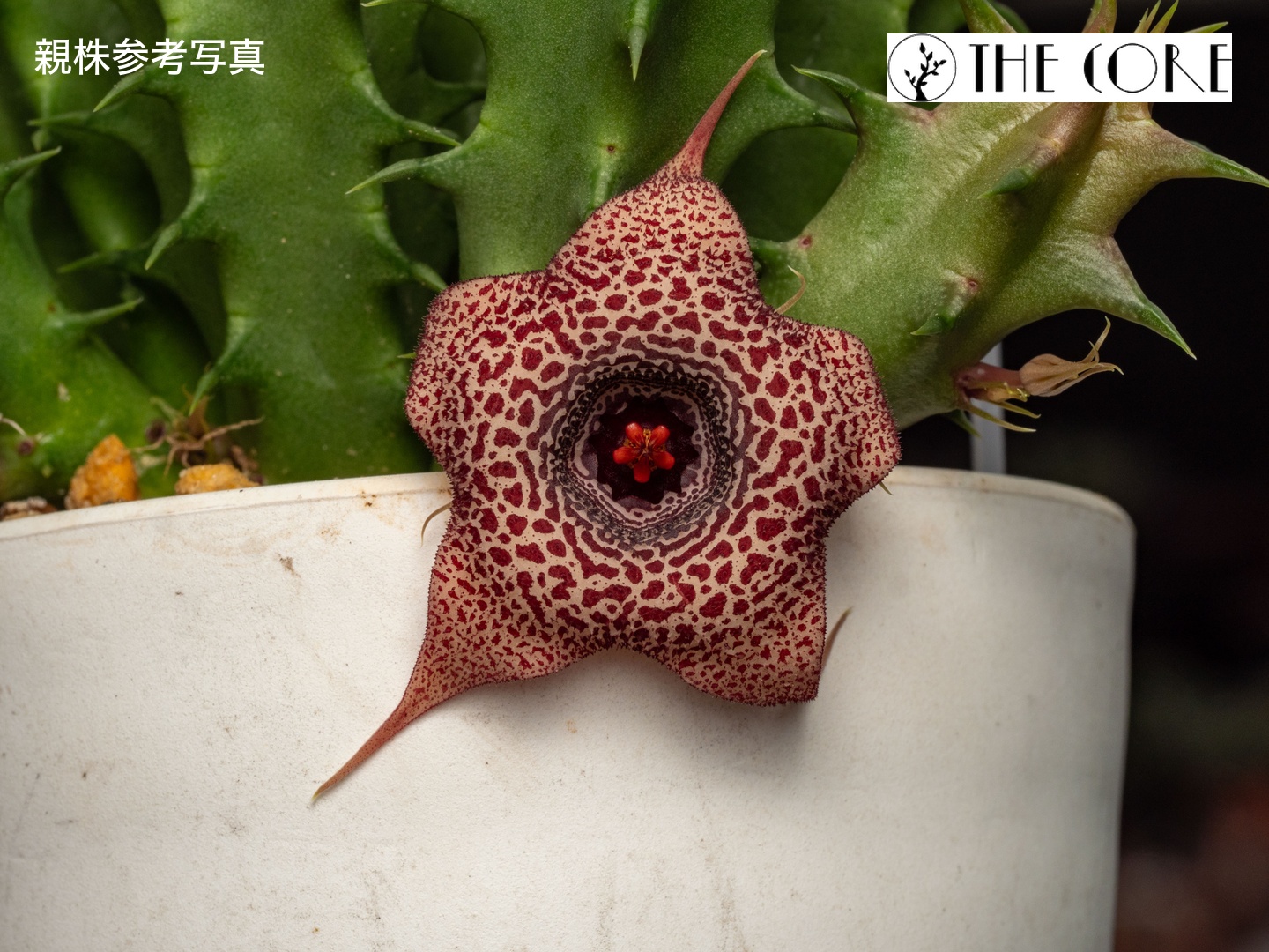 フェルニア ダリカ 親株参考写真