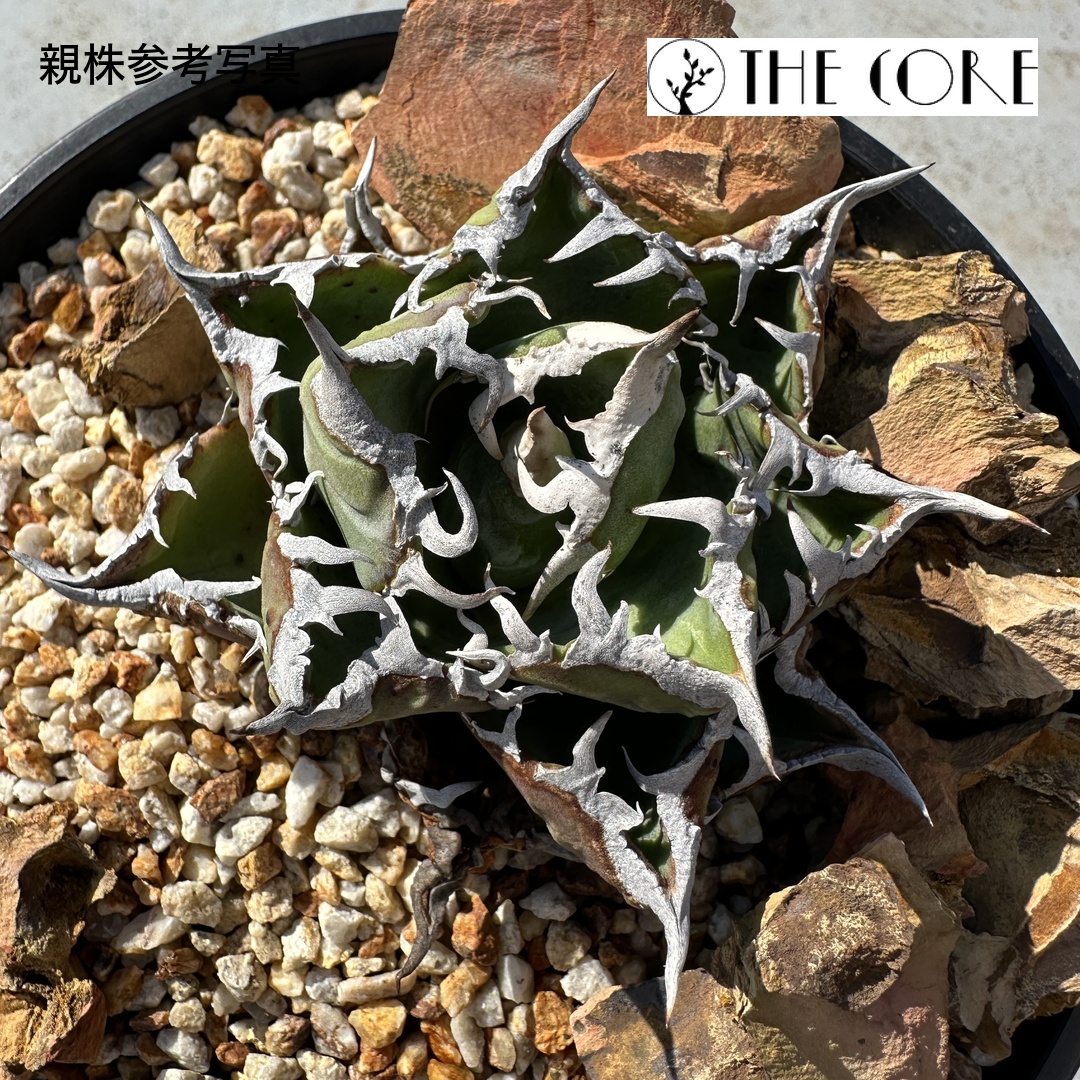 アガベ オテロイ #CSS-001 THE CORE seedlingの親株参考写真