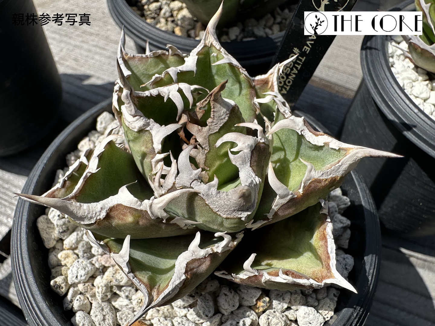 アガベ オテロイ #CSS-001 THE CORE seedlingの親株参考写真（別写真2）