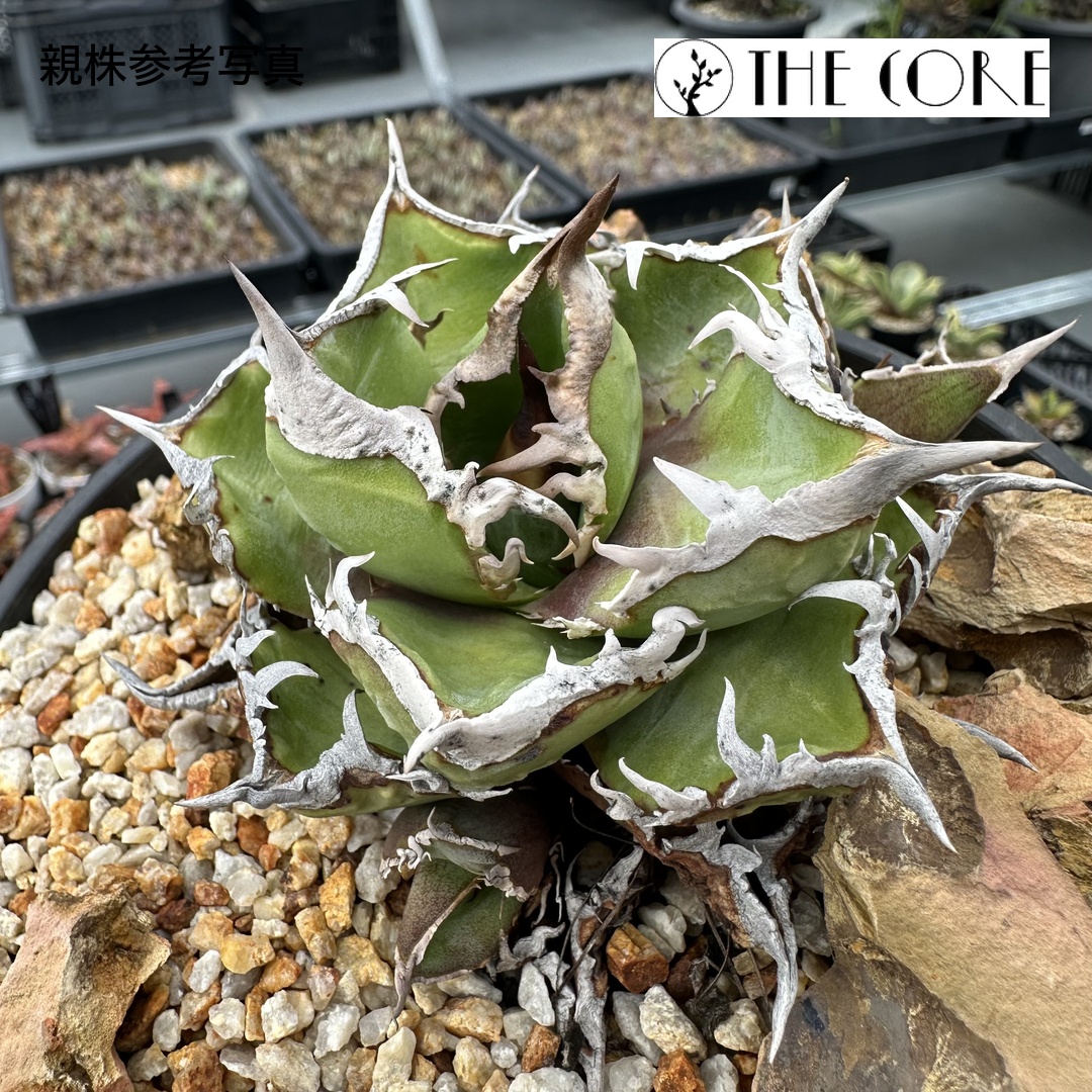 アガベ オテロイ #CSS-001 THE CORE seedlingの親株参考写真（別写真3）