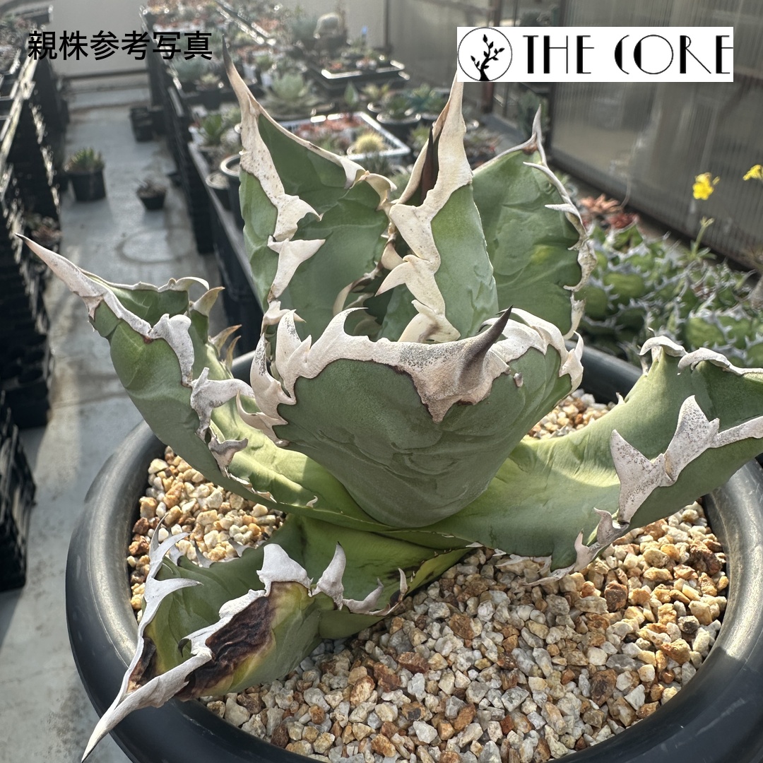 アガベ オテロイ #CSS-002 THE CORE seedlingの親株参考写真
