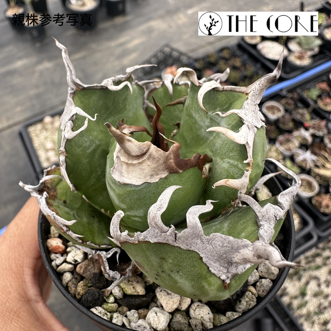 アガベ オテロイ #CSS-003 THE CORE seedlingの親株参考写真