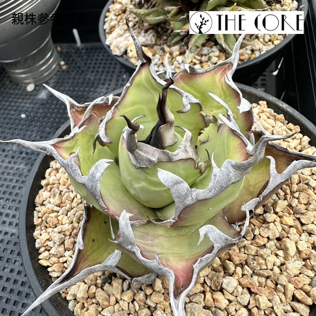 アガベ チタノタ インフェルノの親株参考写真