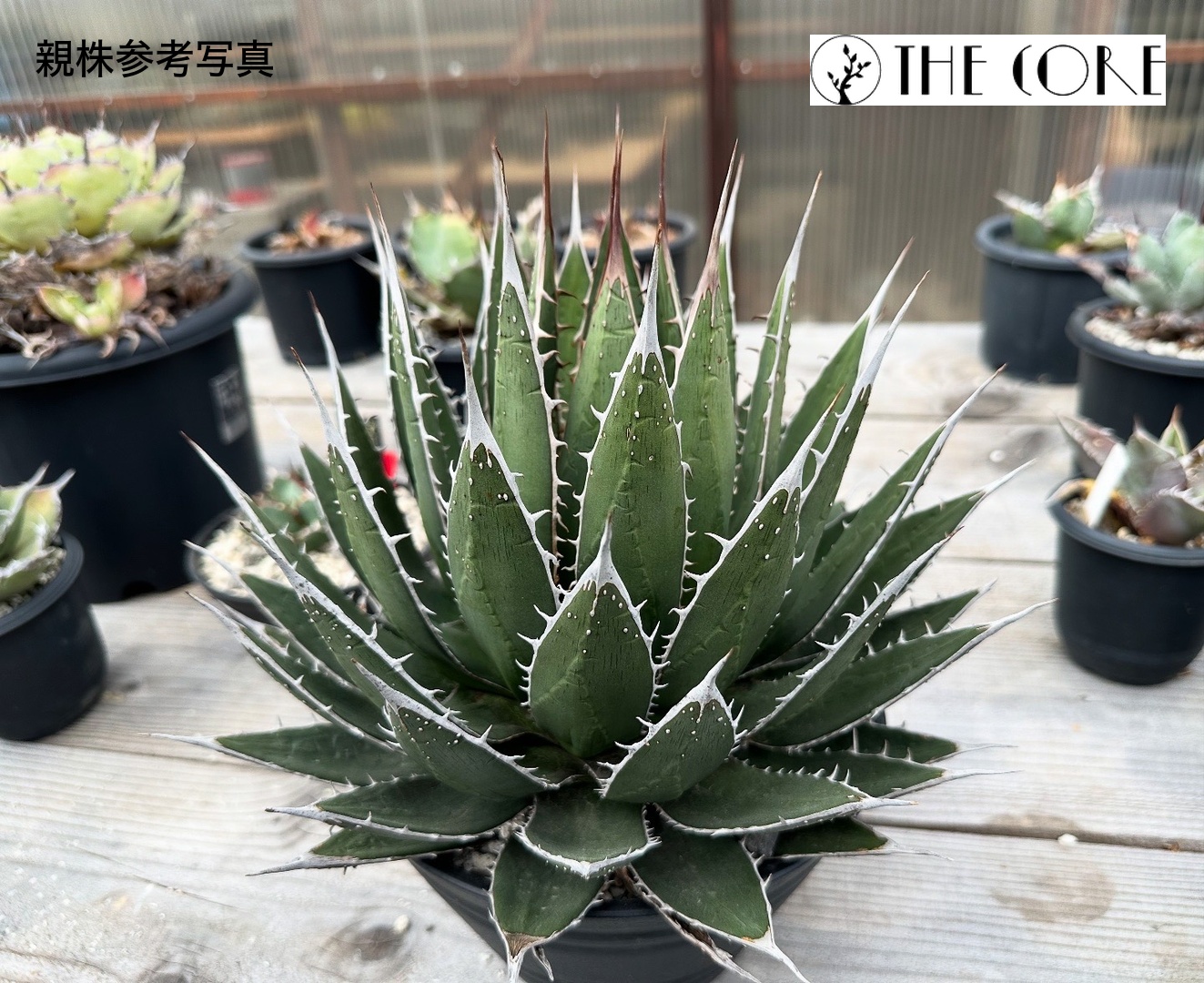 アガベ ペロテンシス #01の親株参考写真