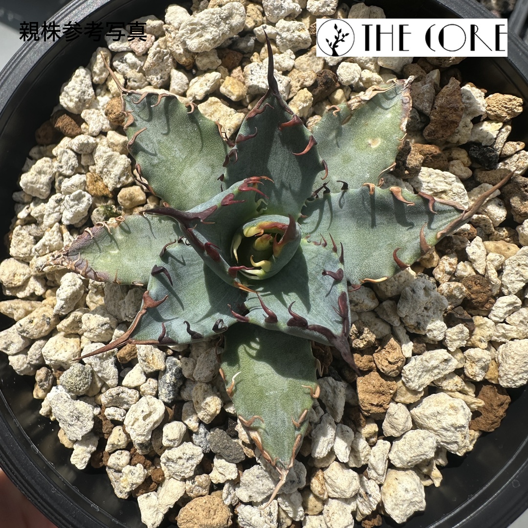 アガベ エボリスピナ × チタノタBBの親株参考写真