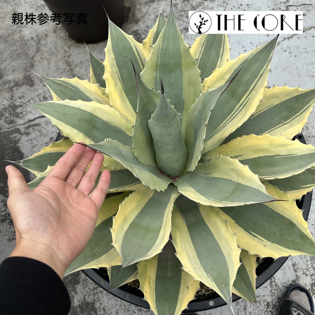 アガベ オバティフォリア オルカの親株参考写真