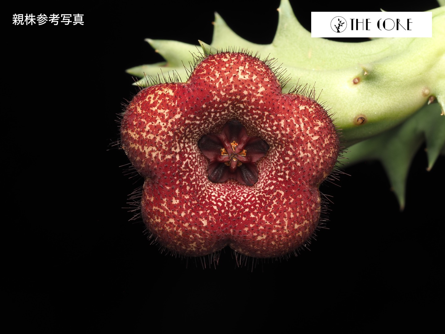 オルベア メラナンサ Pranburiハイブリッド クローン10 親株参考写真