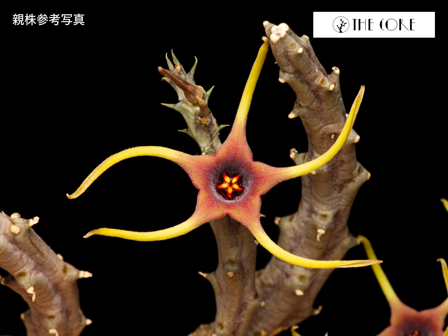 オルベア ルガルディ 親株参考写真