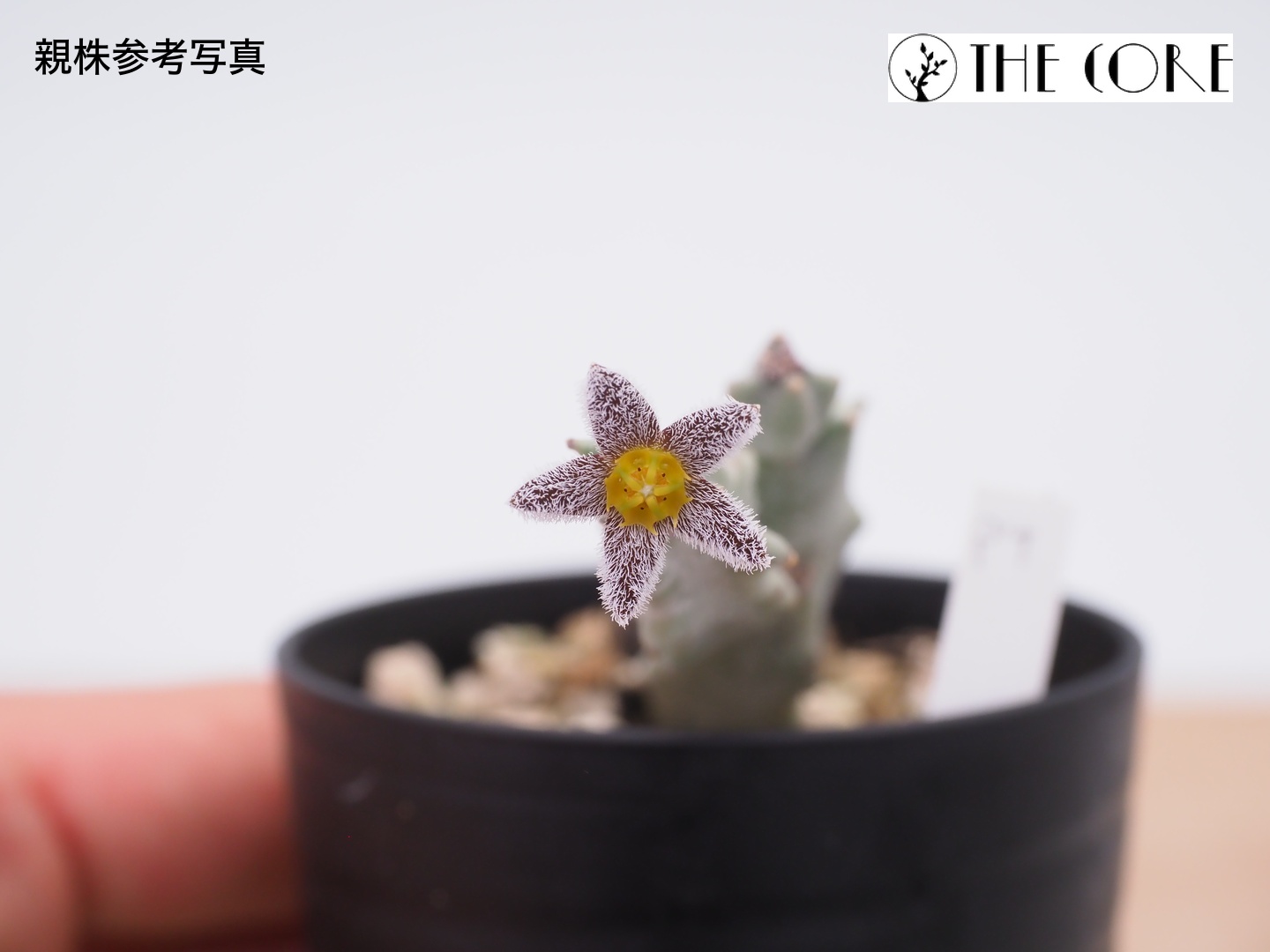 カラルマ バーチャルディ 親株参考写真