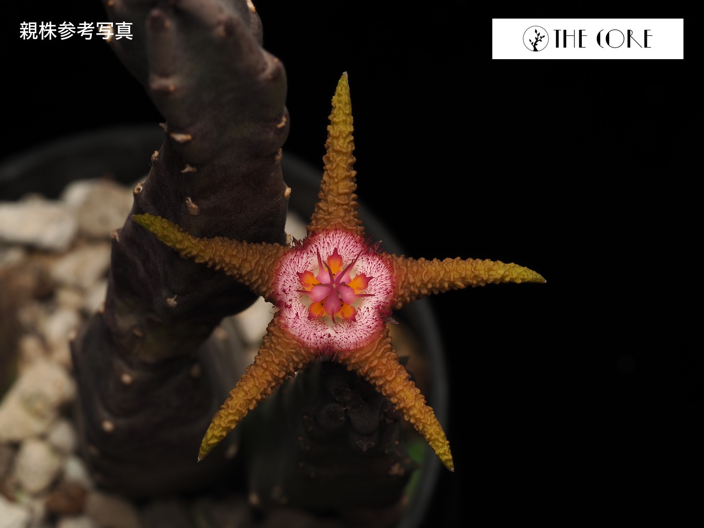 デュバリア ソマレンシス 親株参考写真