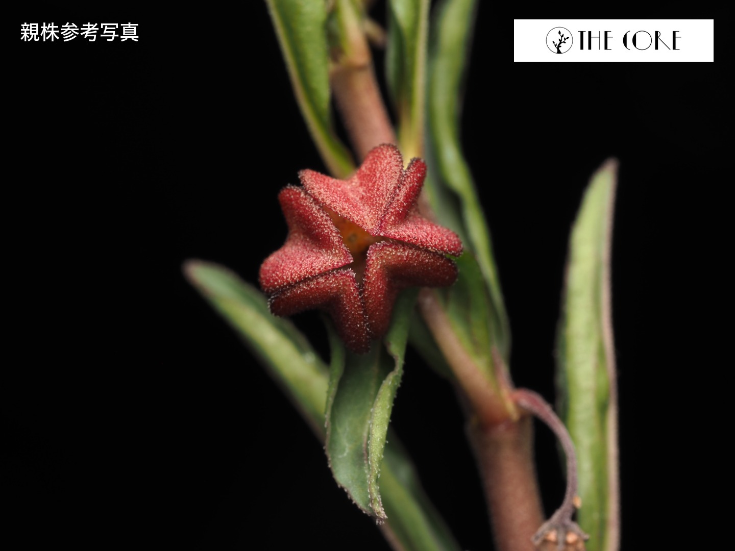 ブラキステルマ プロカモイデス(ビードロ花) 親株参考写真